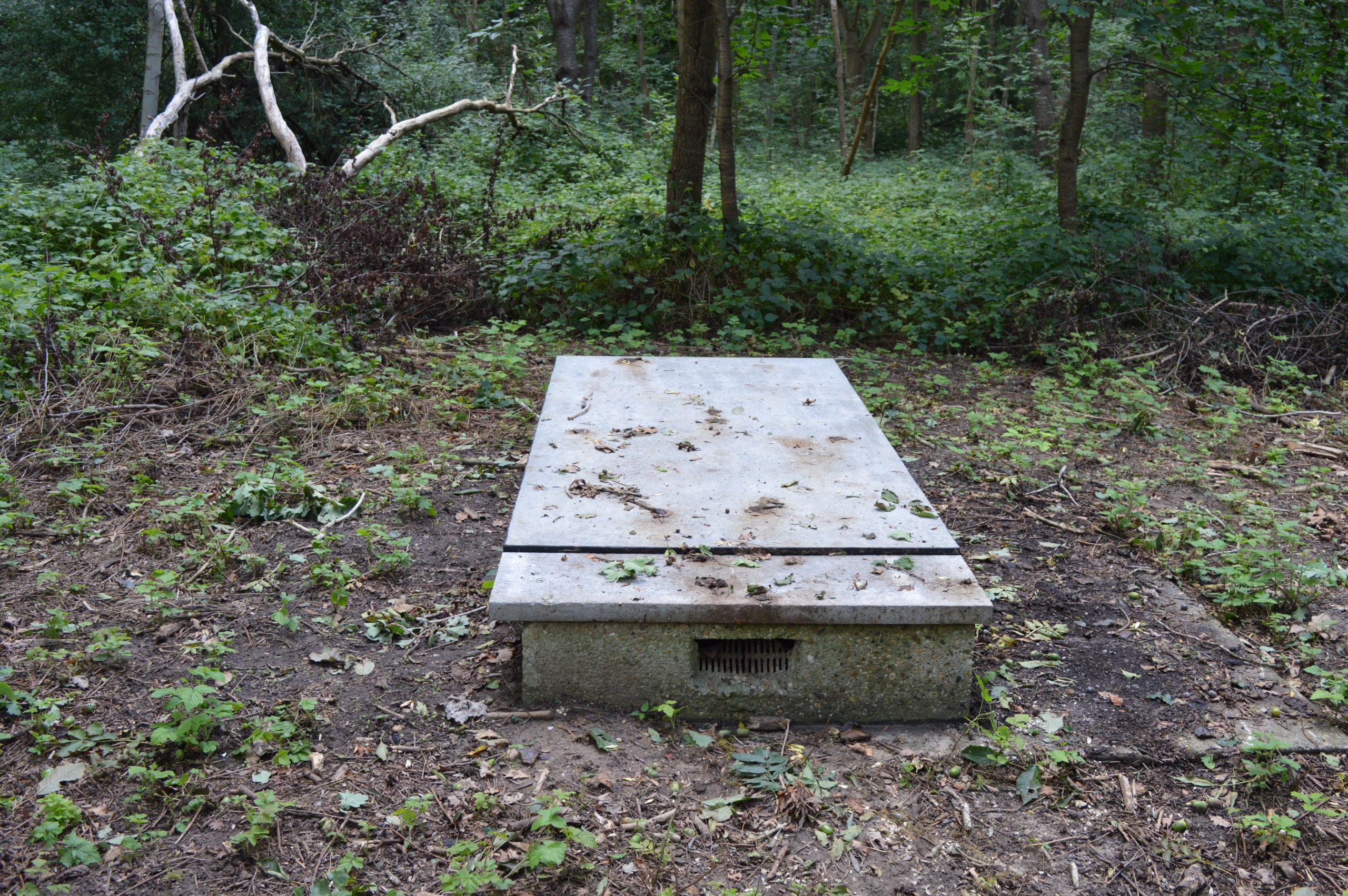De Grafsteen in het bos